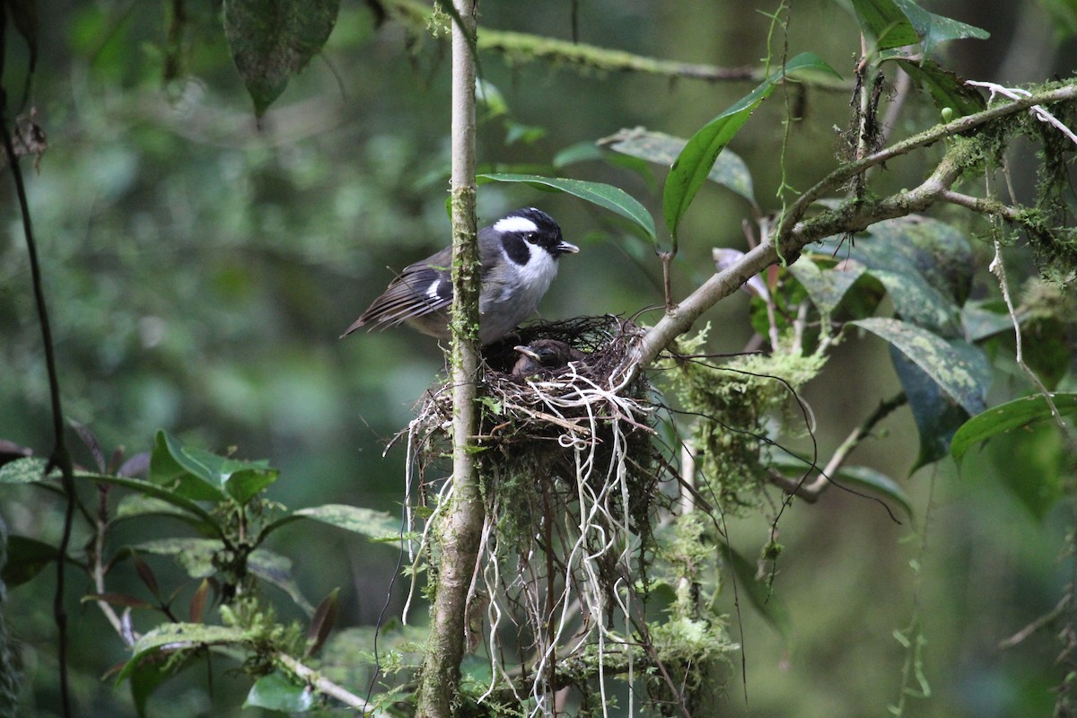 Black-capped Robin - ML616927918