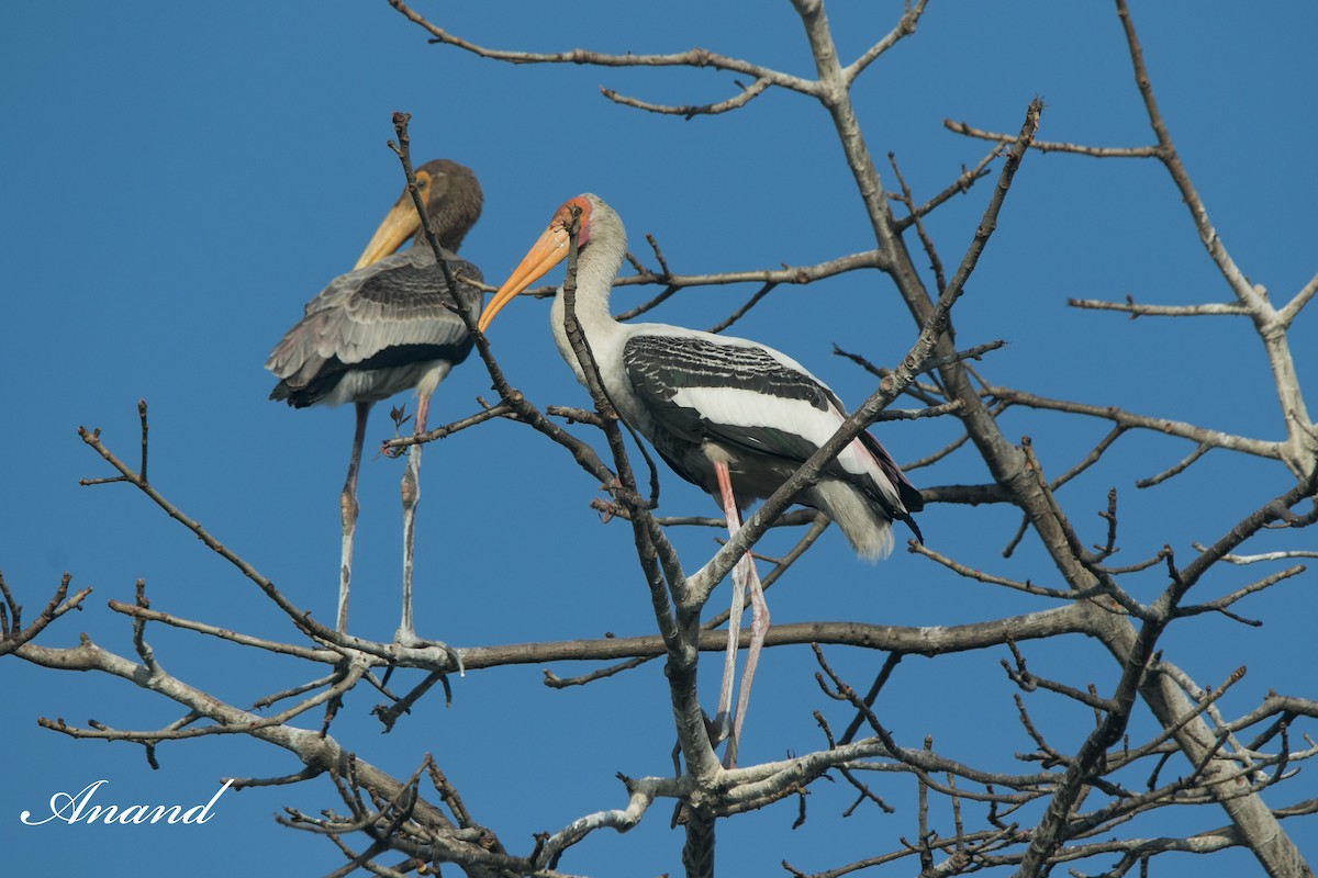 Painted Stork - Anand Singh