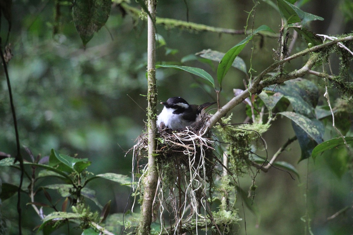 Black-capped Robin - ML616927960