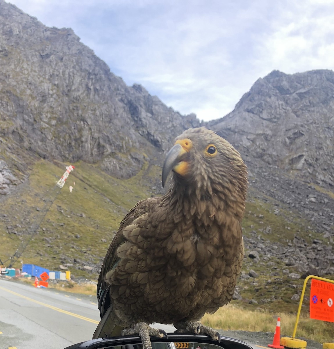 Kea - Gerry Mielke