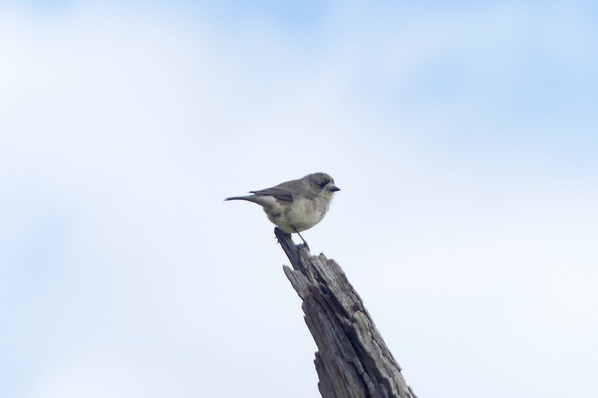 Southern Whiteface - Ray Turnbull