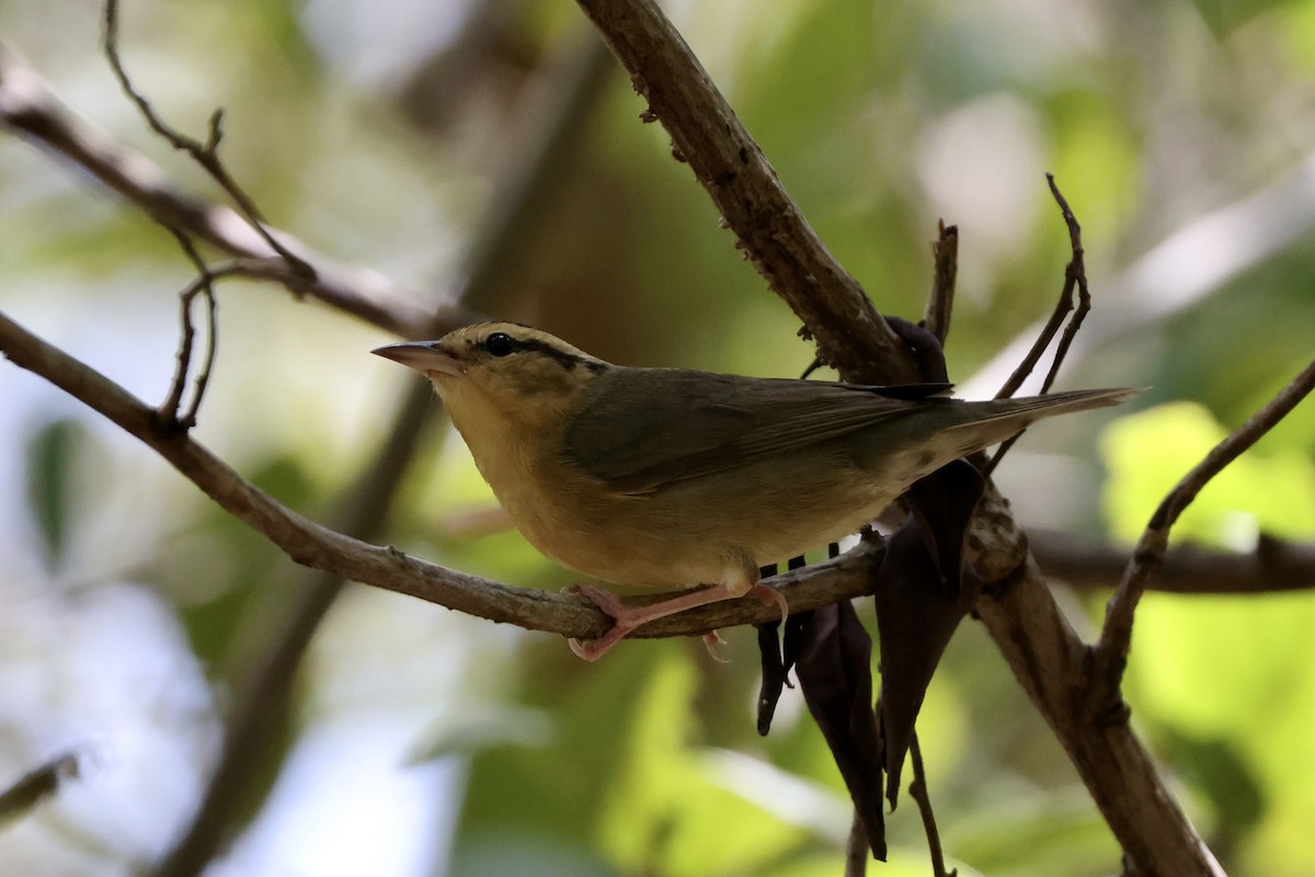 Worm-eating Warbler - ML616928005