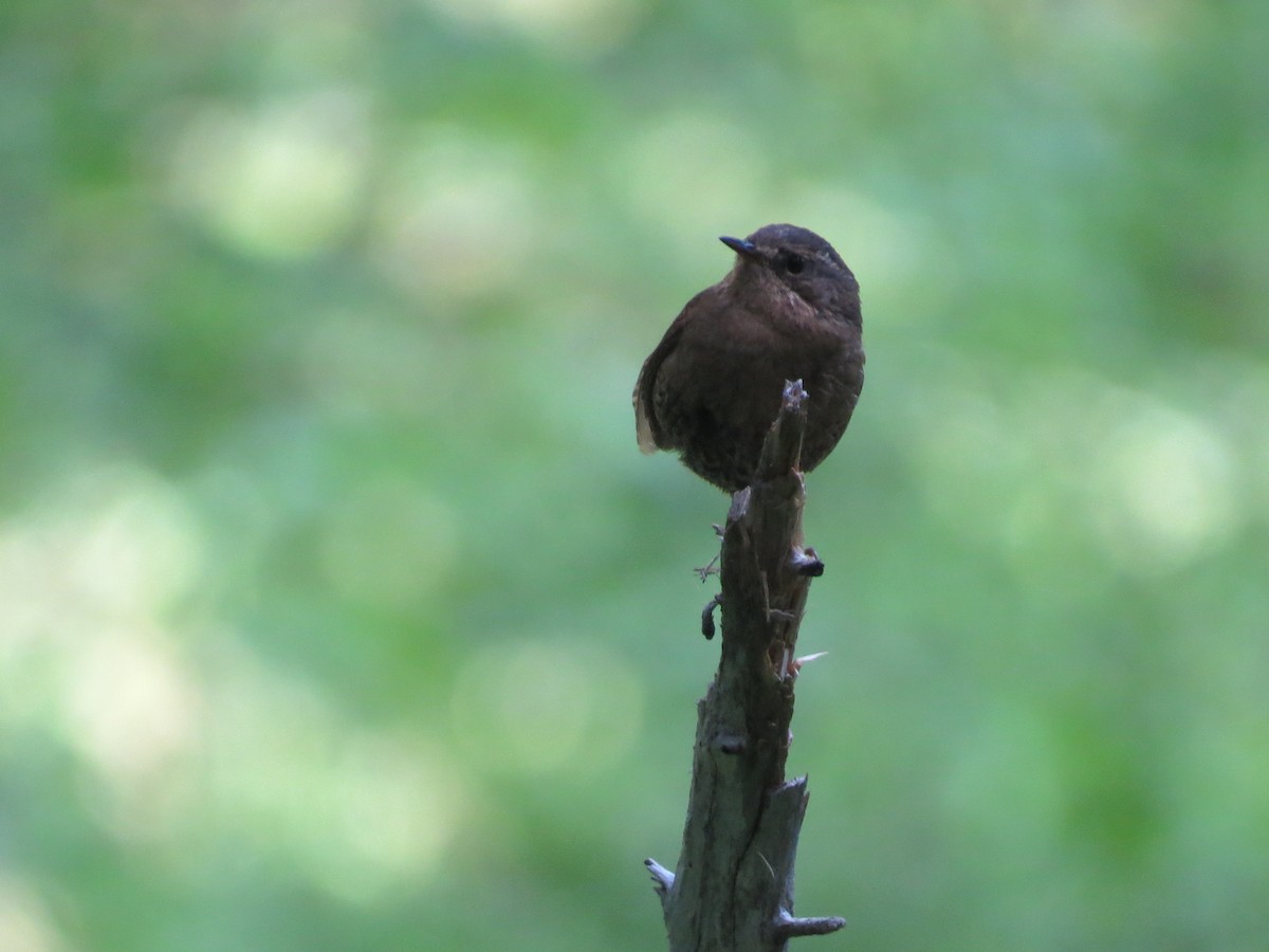 Pacific Wren - Susan Patla