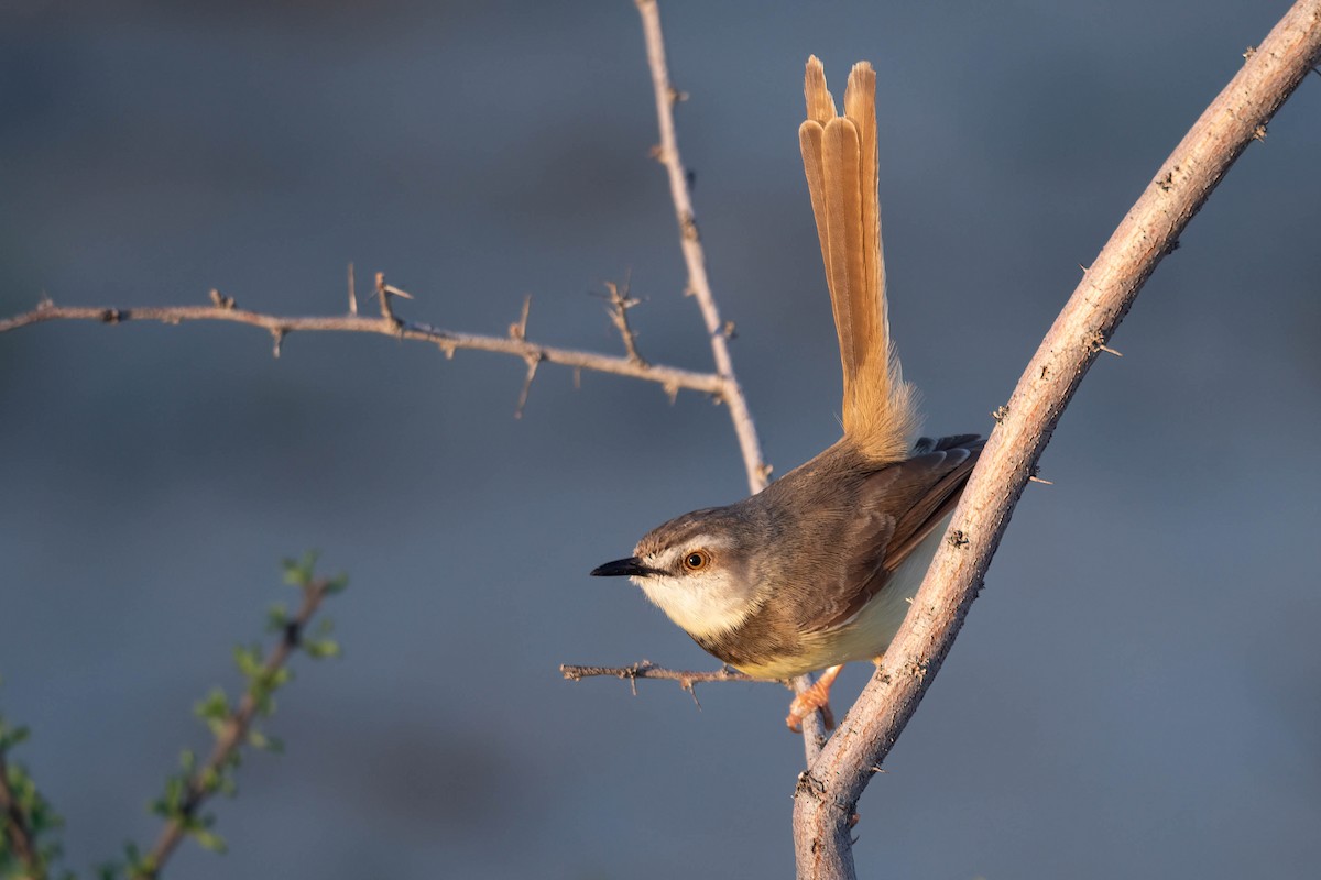 Black-chested Prinia - ML616928054