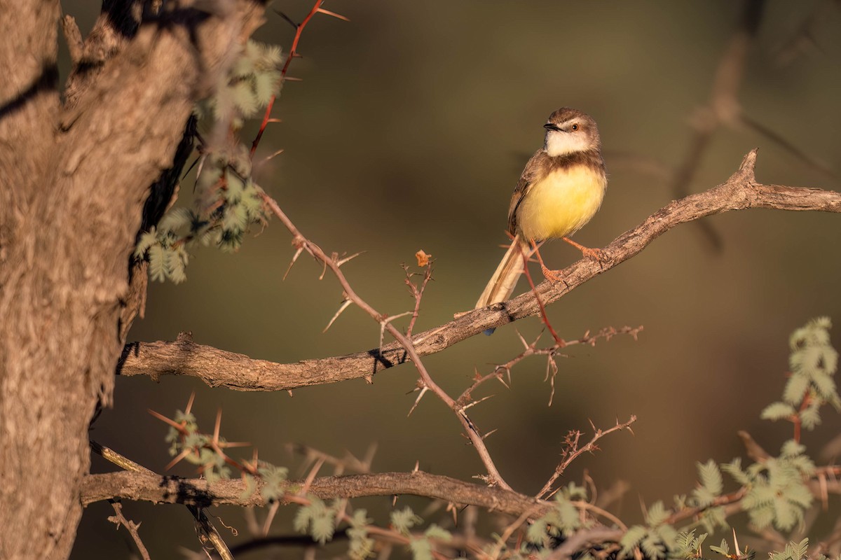 Black-chested Prinia - ML616928055