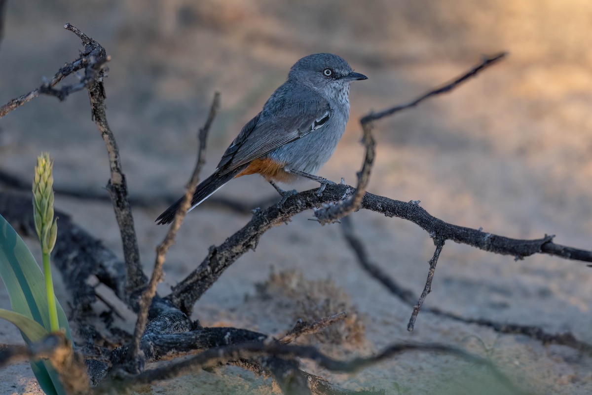 Chestnut-vented Warbler - ML616928061