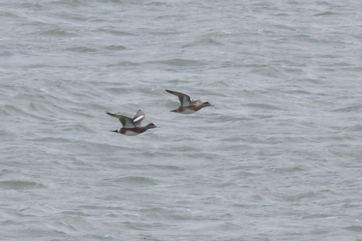 American Wigeon - ML616928187