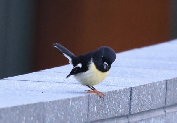 Tomtit - ML616928207