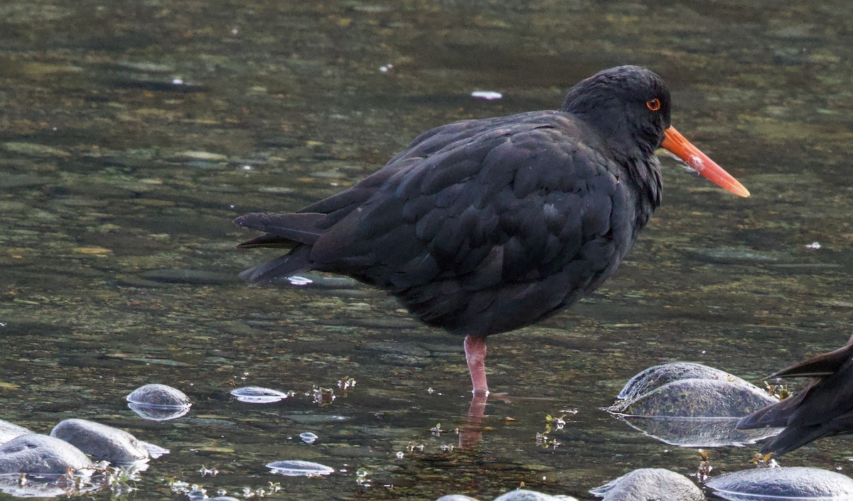 Variable Oystercatcher - Gerry Mielke