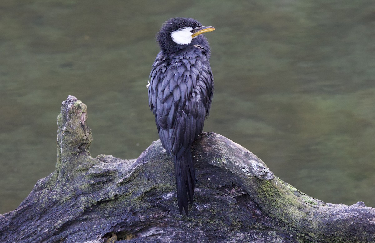 Little Pied Cormorant - ML616928216