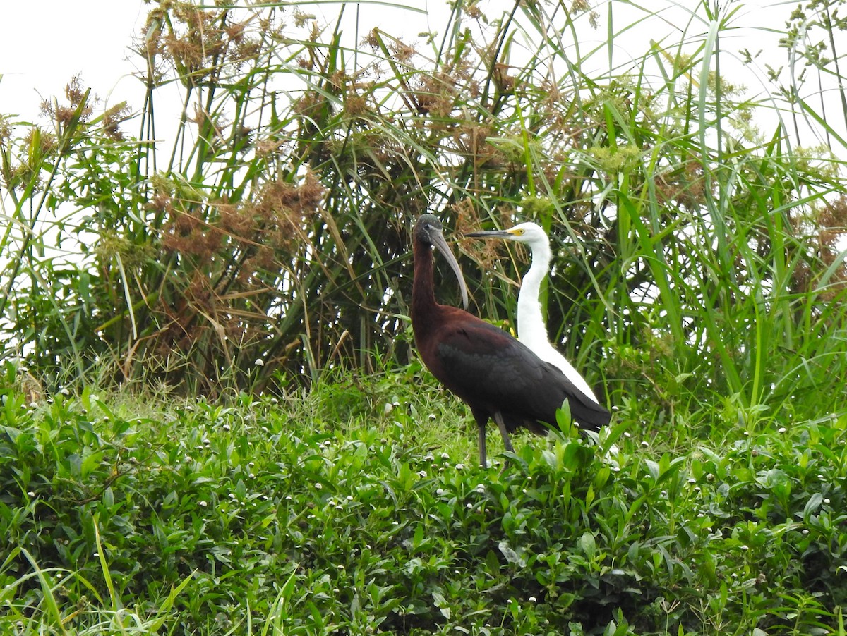 ibis hnědý - ML616928238