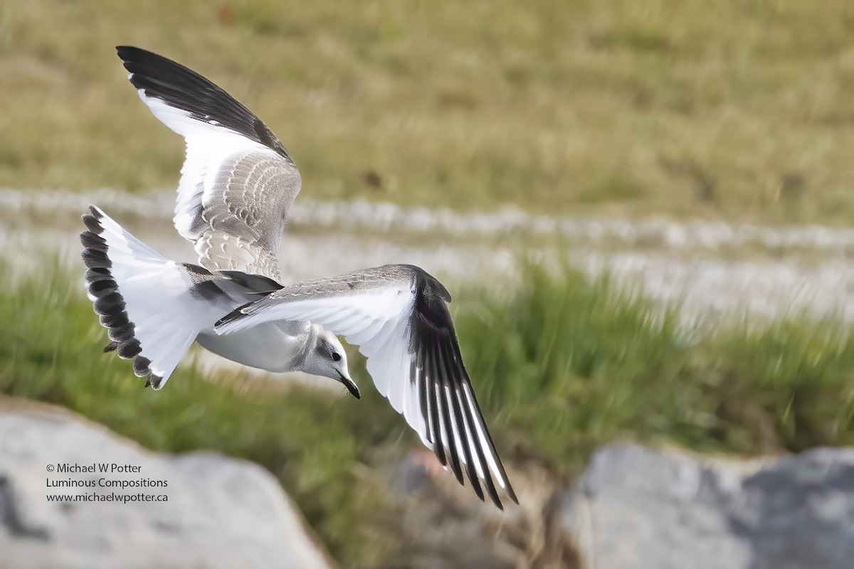 Sabine's Gull - ML616928254