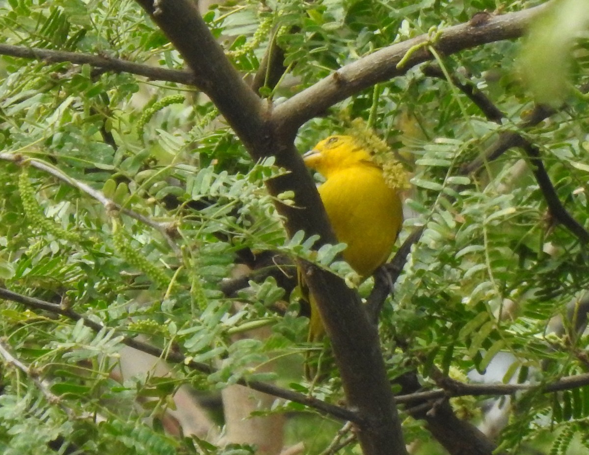 Saffron Finch - ML616928280