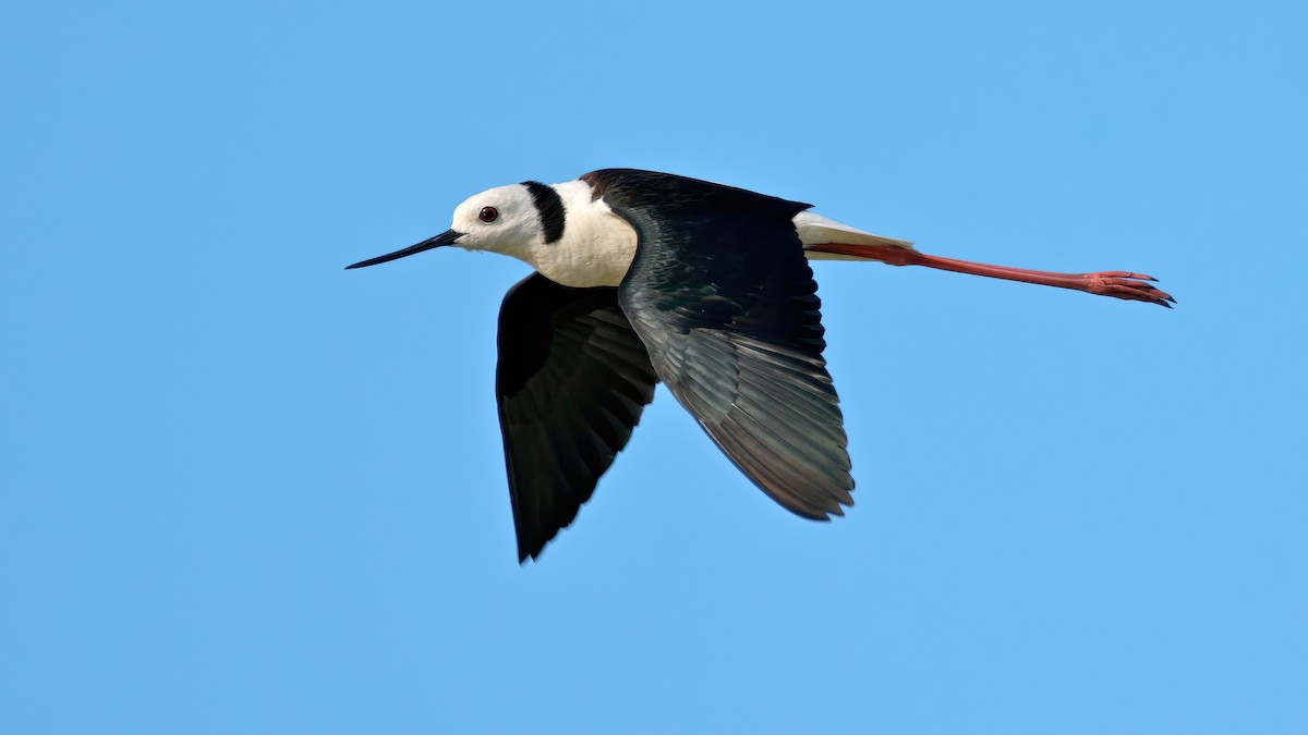 Pied Stilt - Mel Stewart