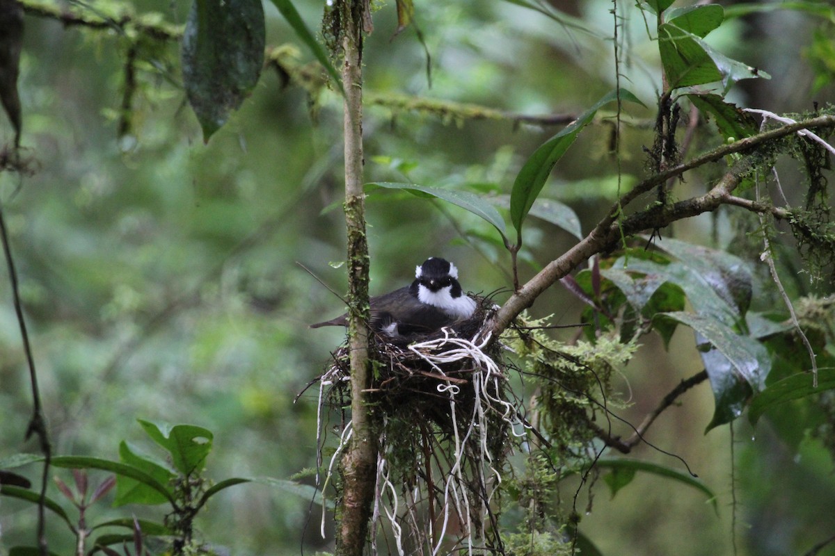 Black-capped Robin - ML616928346