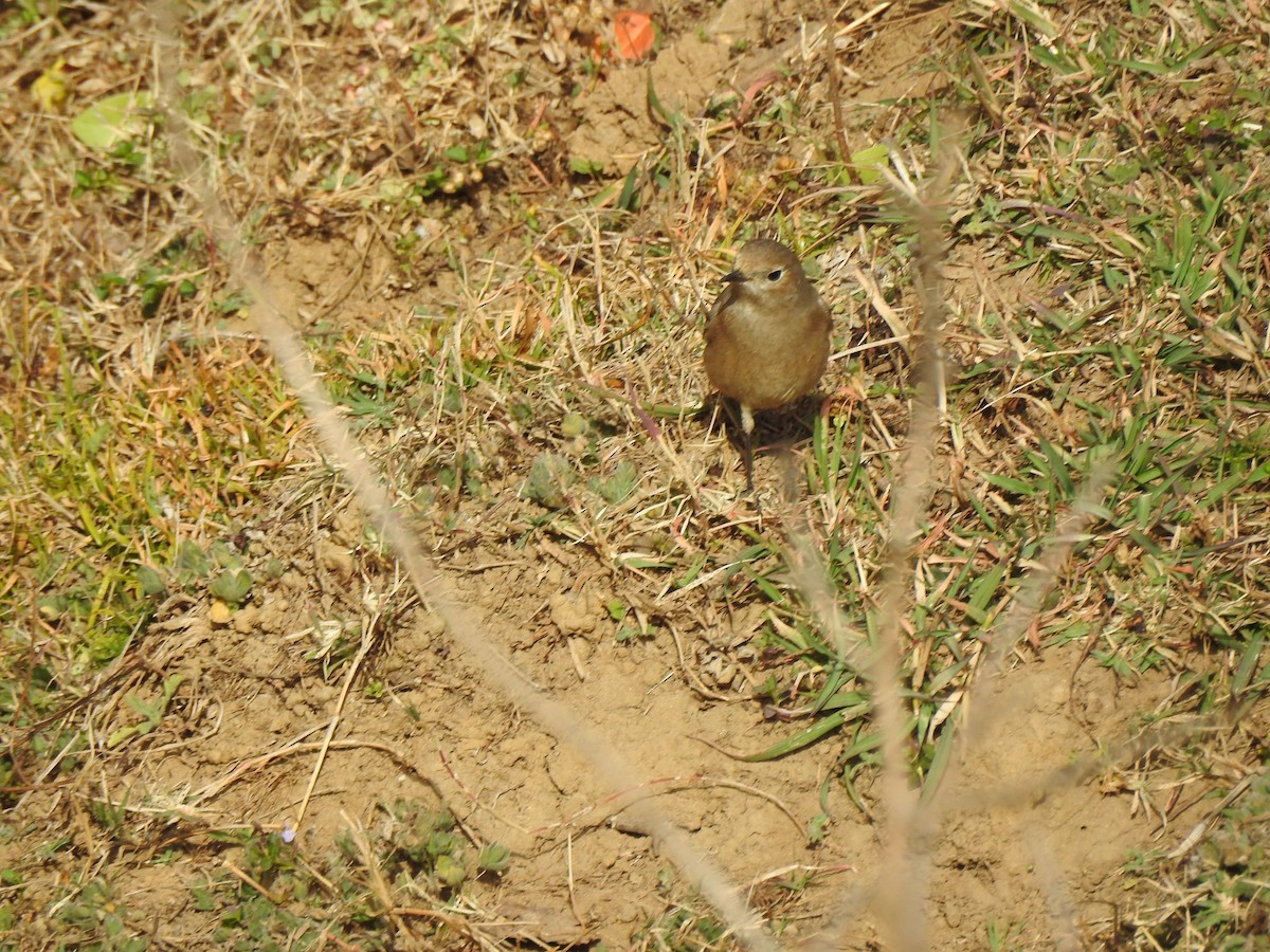 Black Redstart - ML616928348