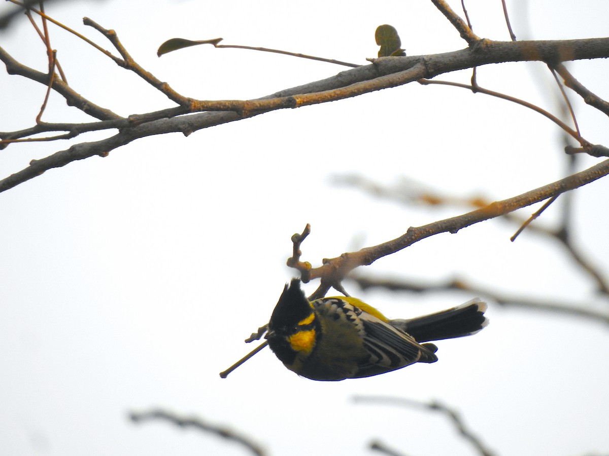 Indian Yellow Tit - Francis D'Souza