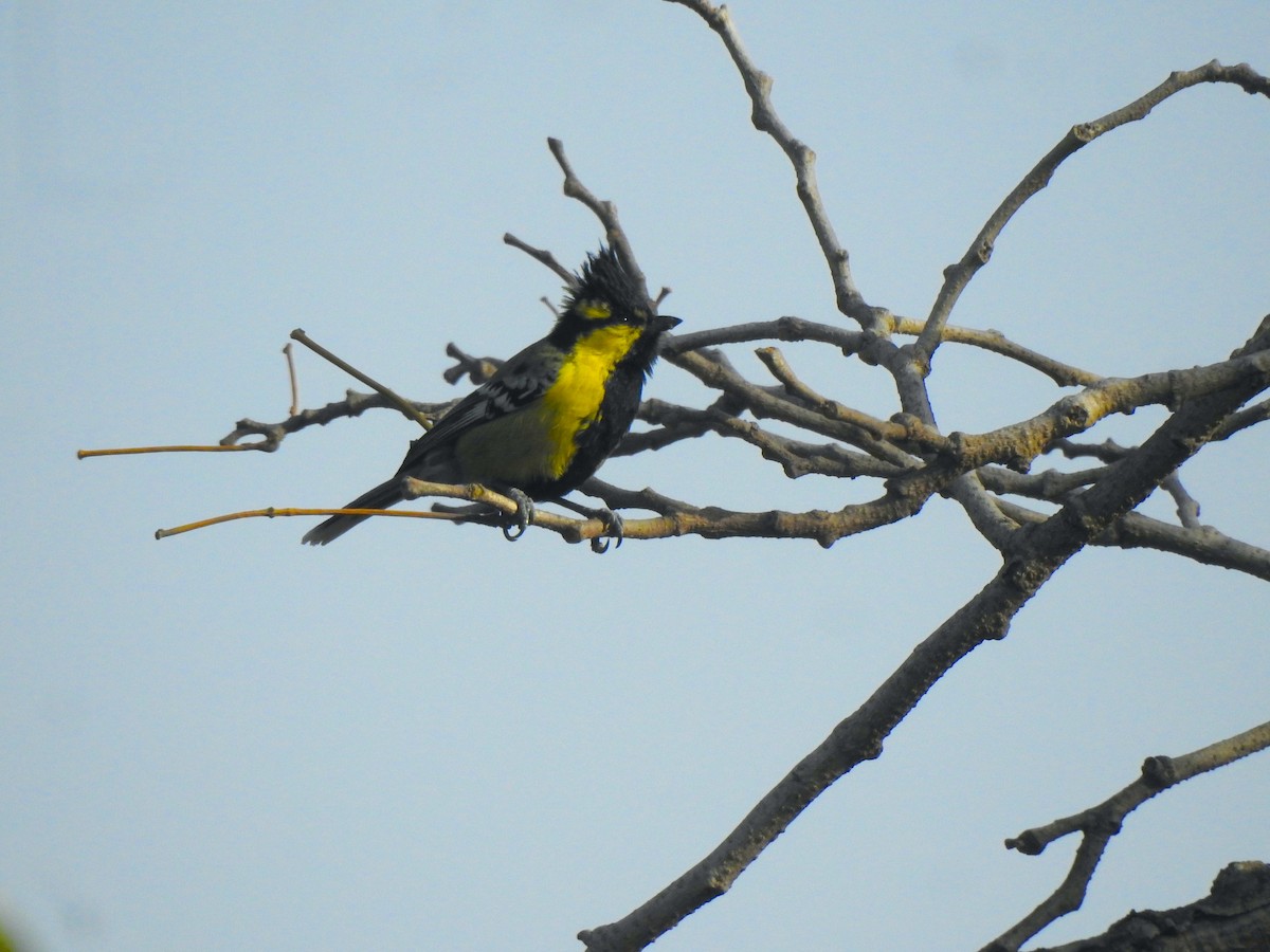 Indian Yellow Tit - ML616928369