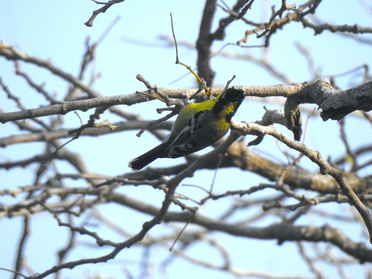 Indian Yellow Tit - ML616928370