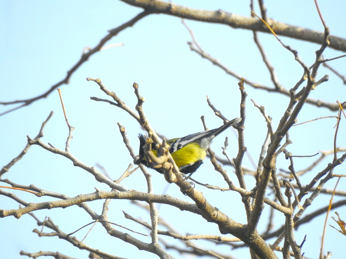 Indian Yellow Tit - ML616928371