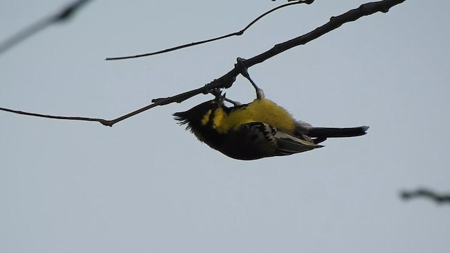 Indian Yellow Tit - ML616928372