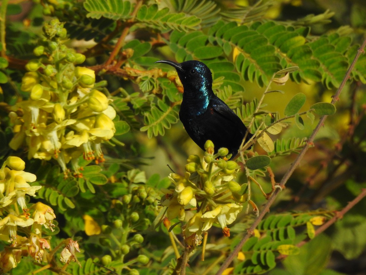 Purple Sunbird - ML616928377