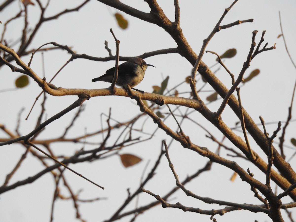 Purple Sunbird - ML616928378