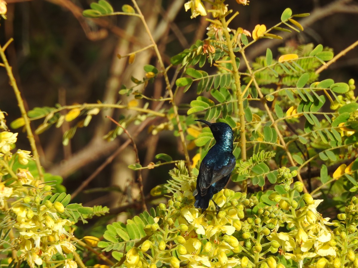 Purple Sunbird - ML616928379