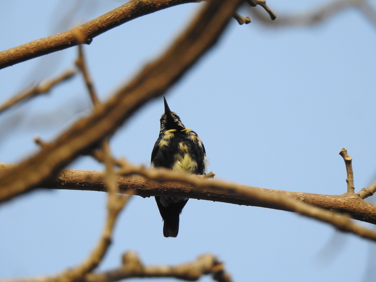 Purple Sunbird - ML616928380