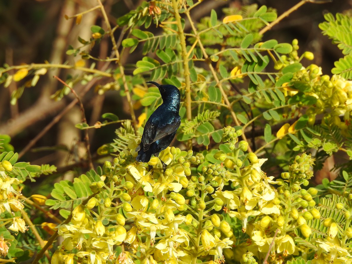 Purple Sunbird - ML616928381