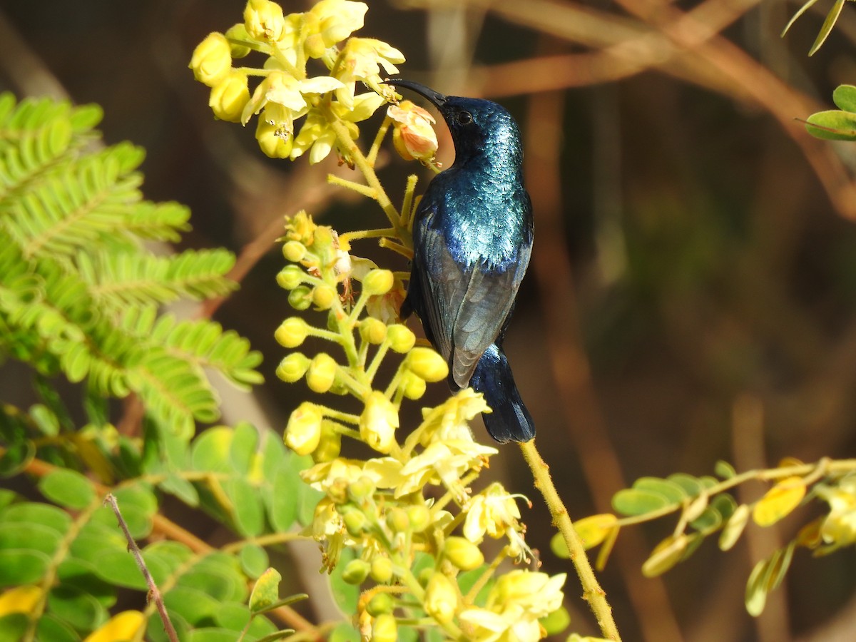 Purple Sunbird - ML616928382