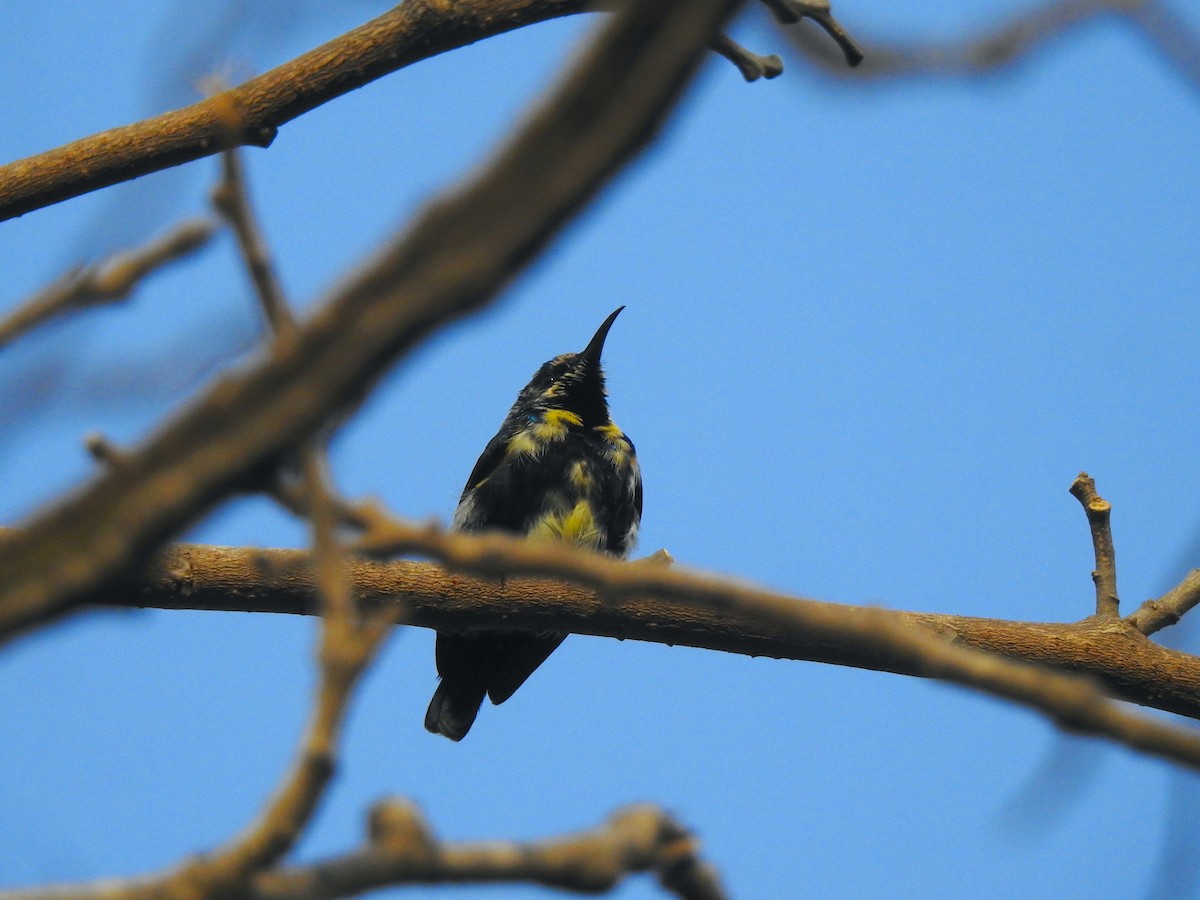 Purple Sunbird - Francis D'Souza