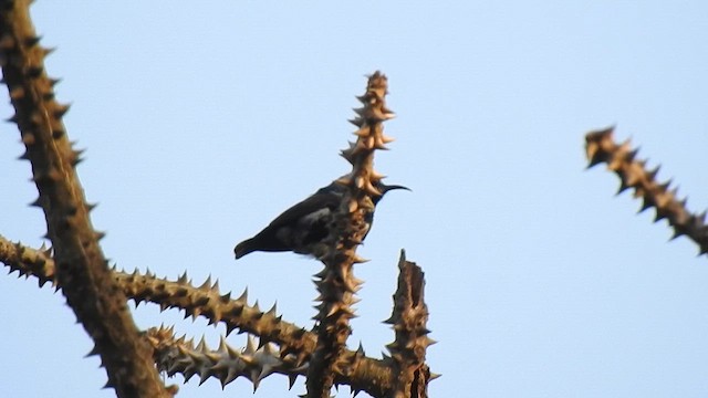 Purple Sunbird - ML616928384