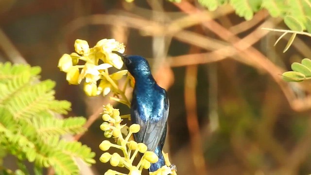 Purple Sunbird - ML616928385