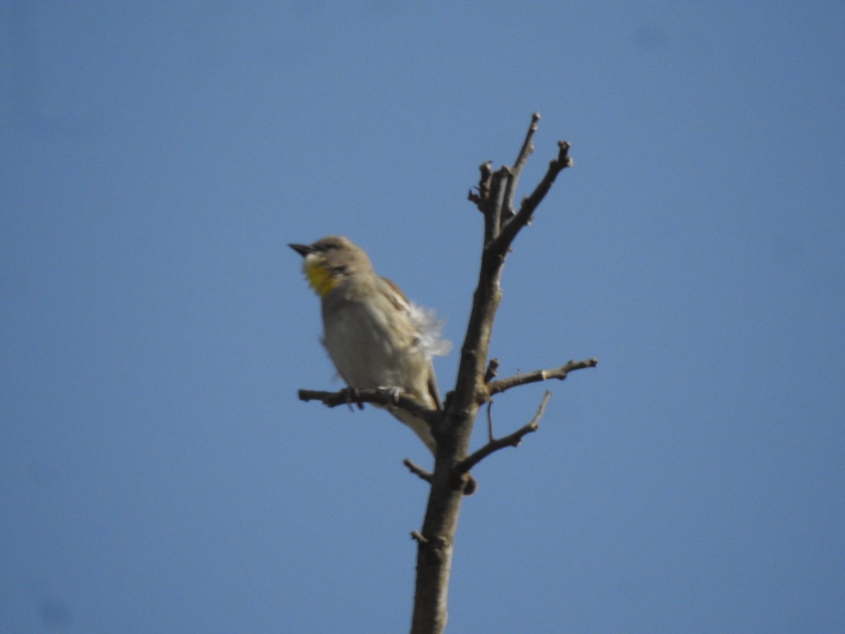 Yellow-throated Sparrow - Francis D'Souza