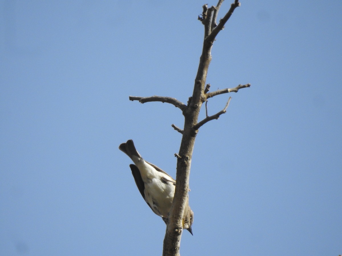 Yellow-throated Sparrow - ML616928392