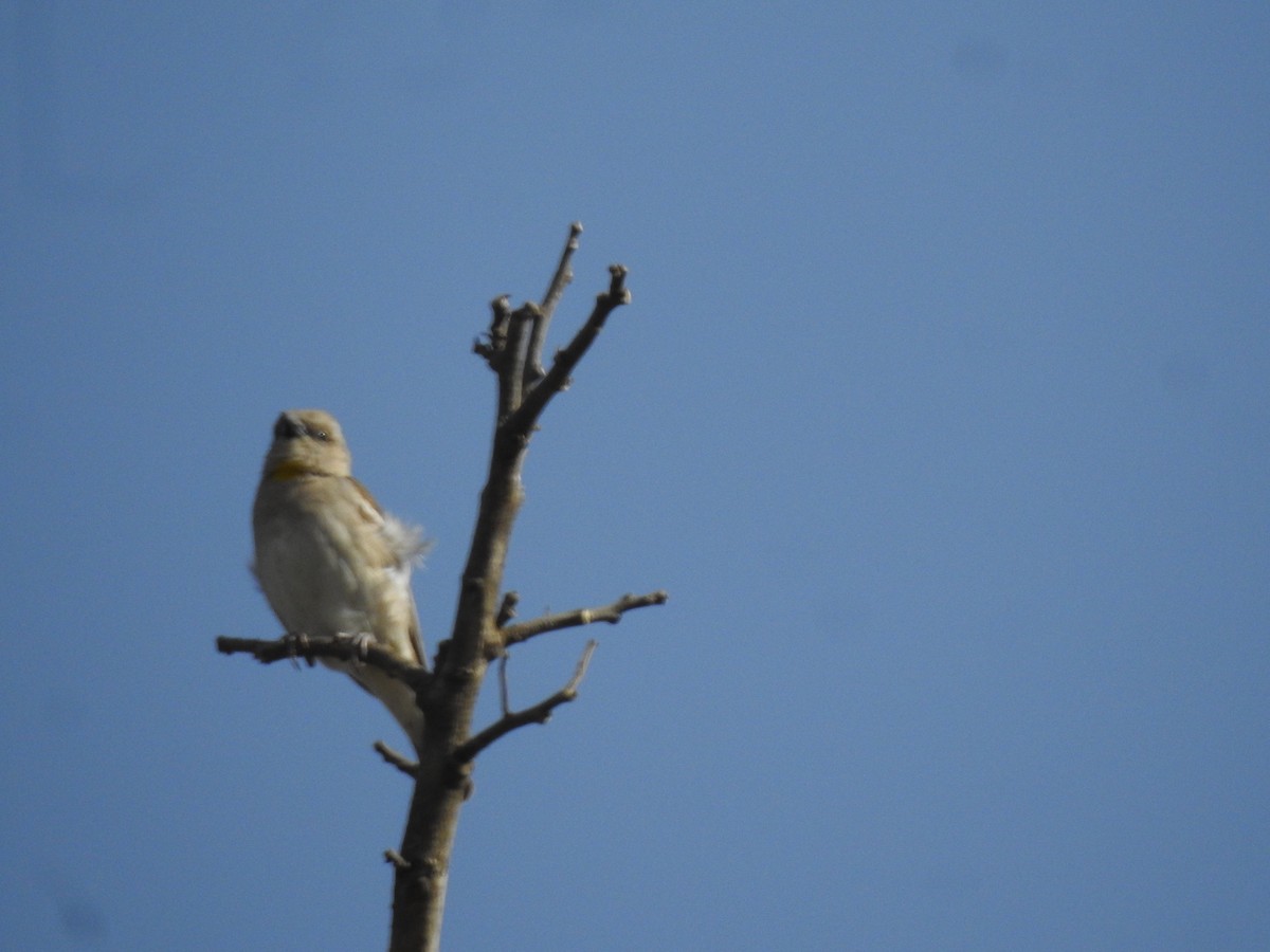 Yellow-throated Sparrow - ML616928393