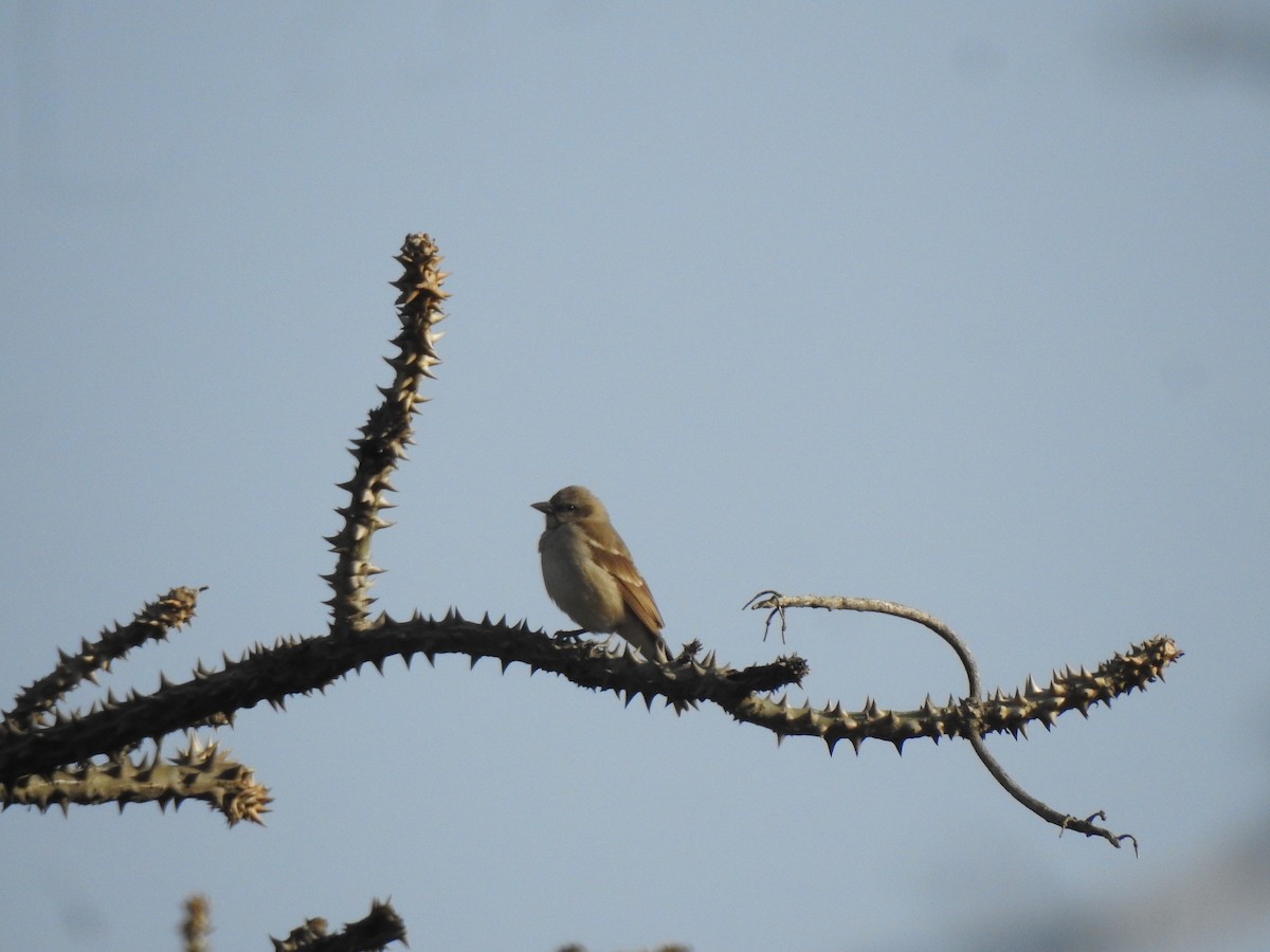 Yellow-throated Sparrow - ML616928394
