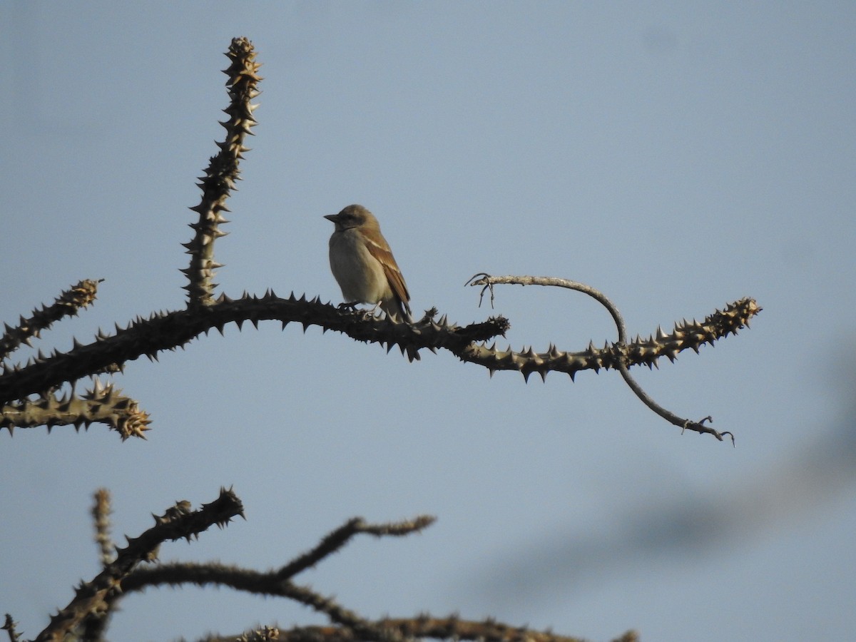Yellow-throated Sparrow - ML616928395