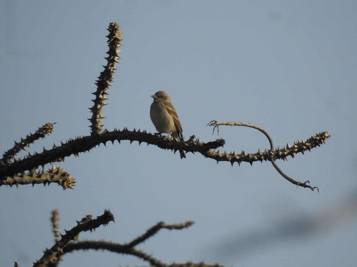 Yellow-throated Sparrow - Francis D'Souza