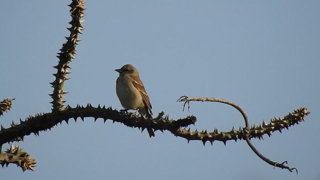 Moineau à gorge jaune - ML616928397