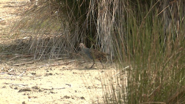 Buff-banded Rail - ML616928399