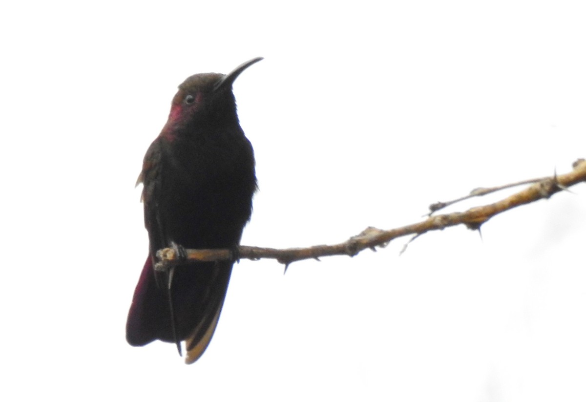 kolibřík jamajský - ML616928401