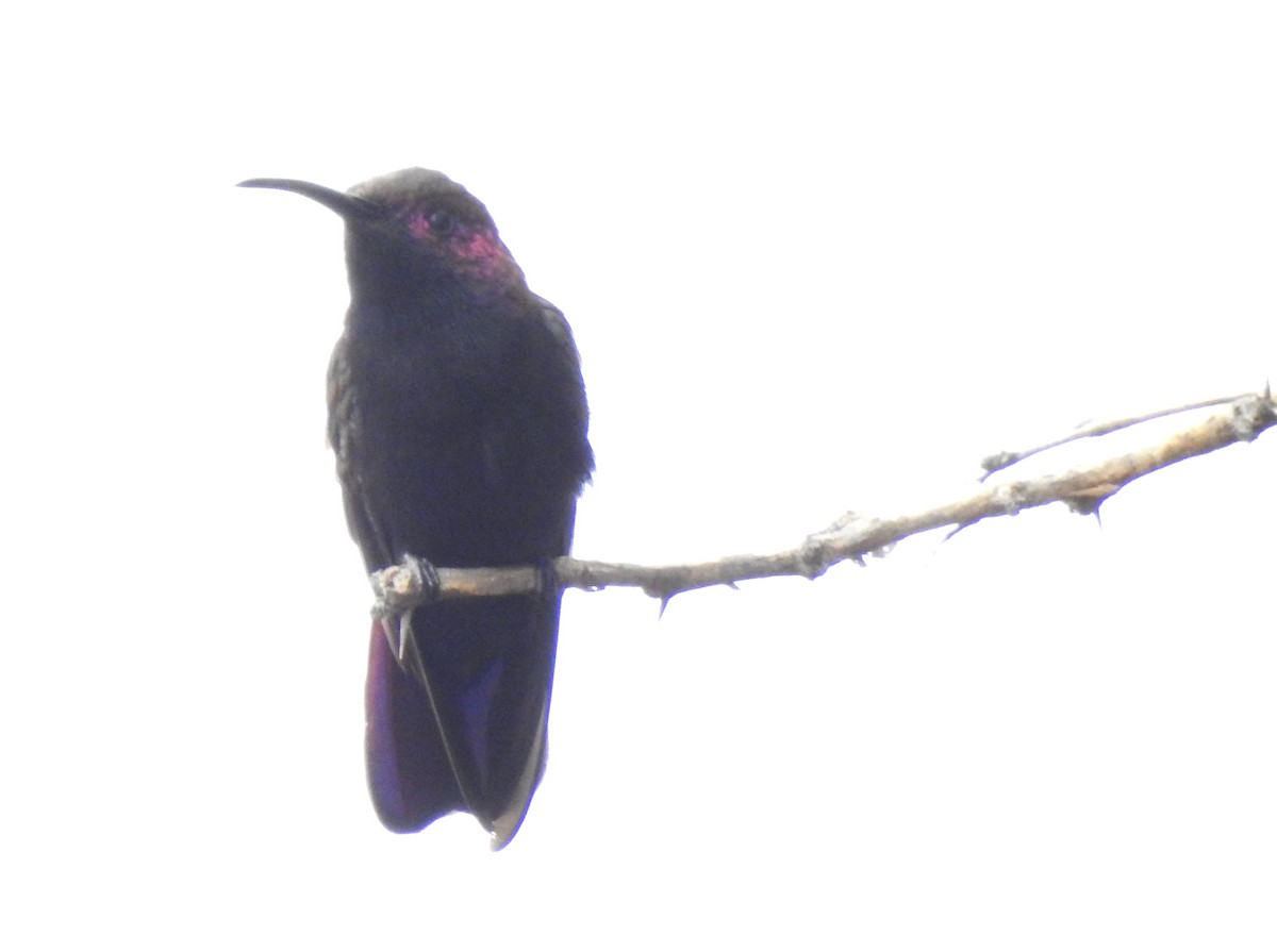 kolibřík jamajský - ML616928403