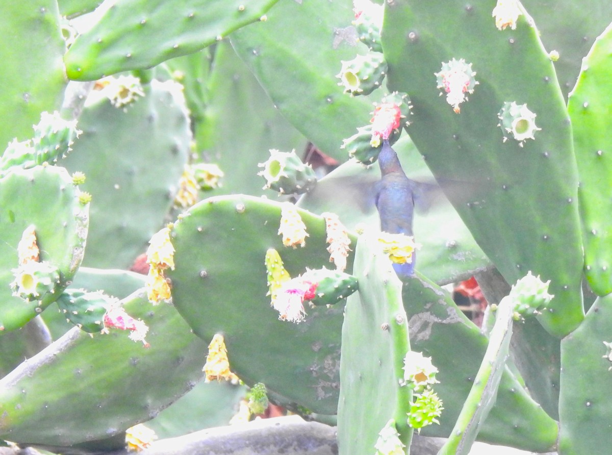 kolibřík jamajský - ML616928404