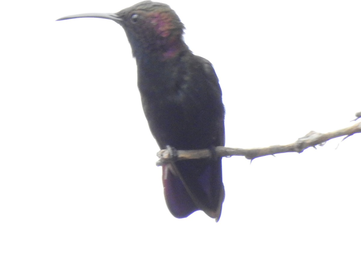 Jamaikamangokolibri - ML616928405
