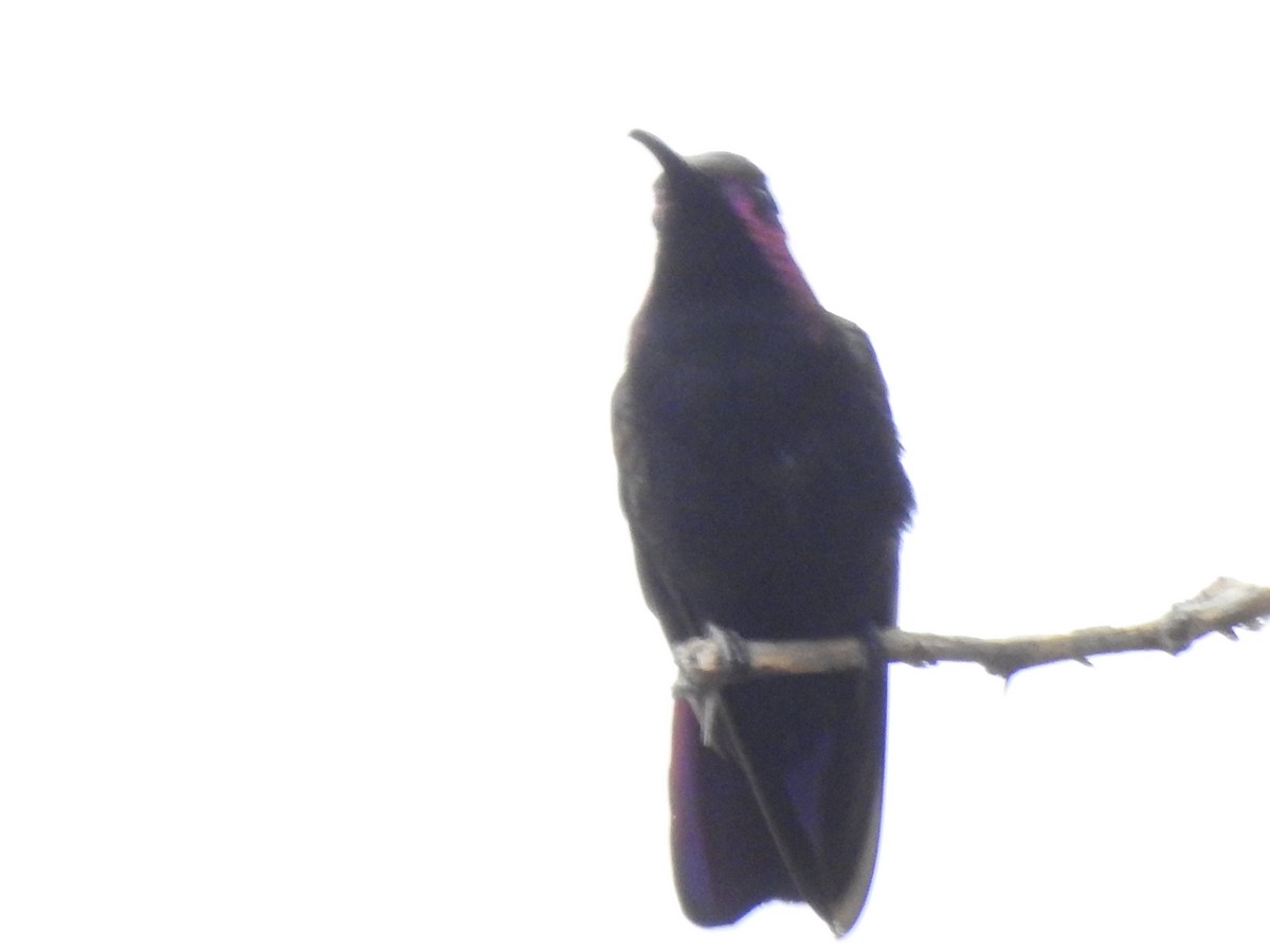 kolibřík jamajský - ML616928406