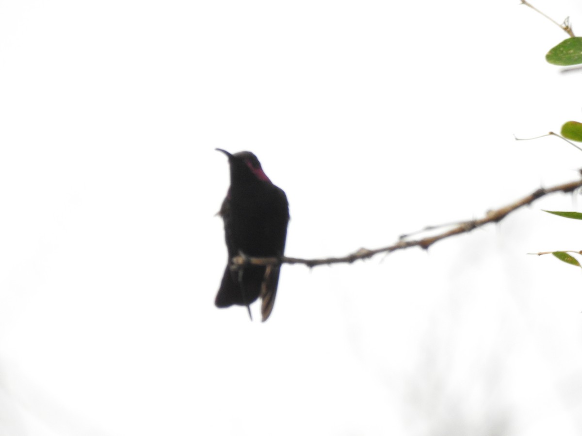 kolibřík jamajský - ML616928407