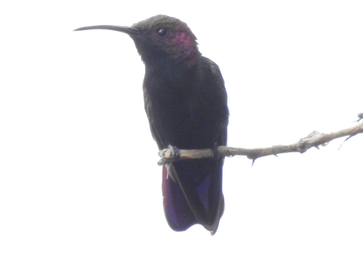kolibřík jamajský - ML616928408