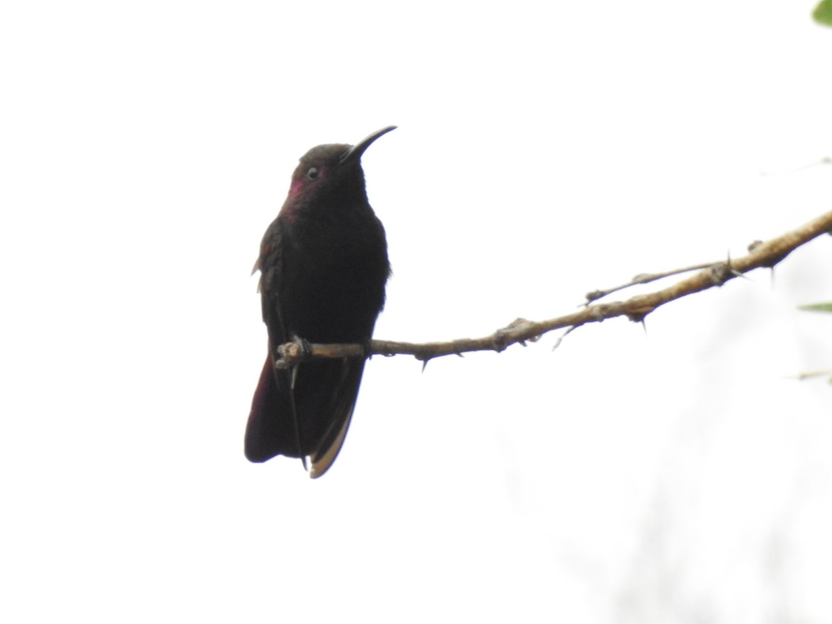 kolibřík jamajský - ML616928409